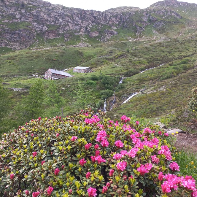 Alpenflora