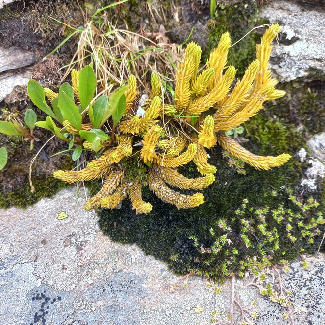 Alpenflora